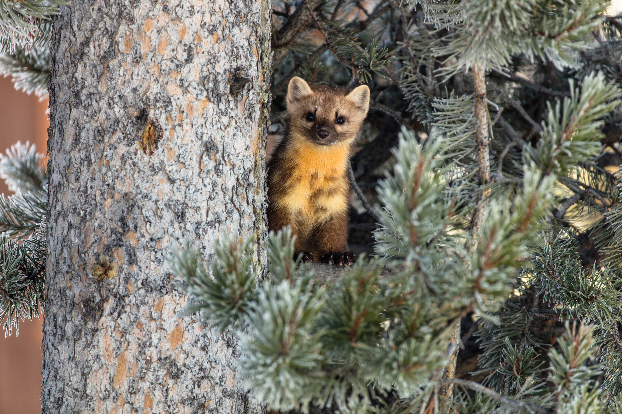 Small but Mighty: Yellowstone's Weasels Survive Winter - Yellowstone ...