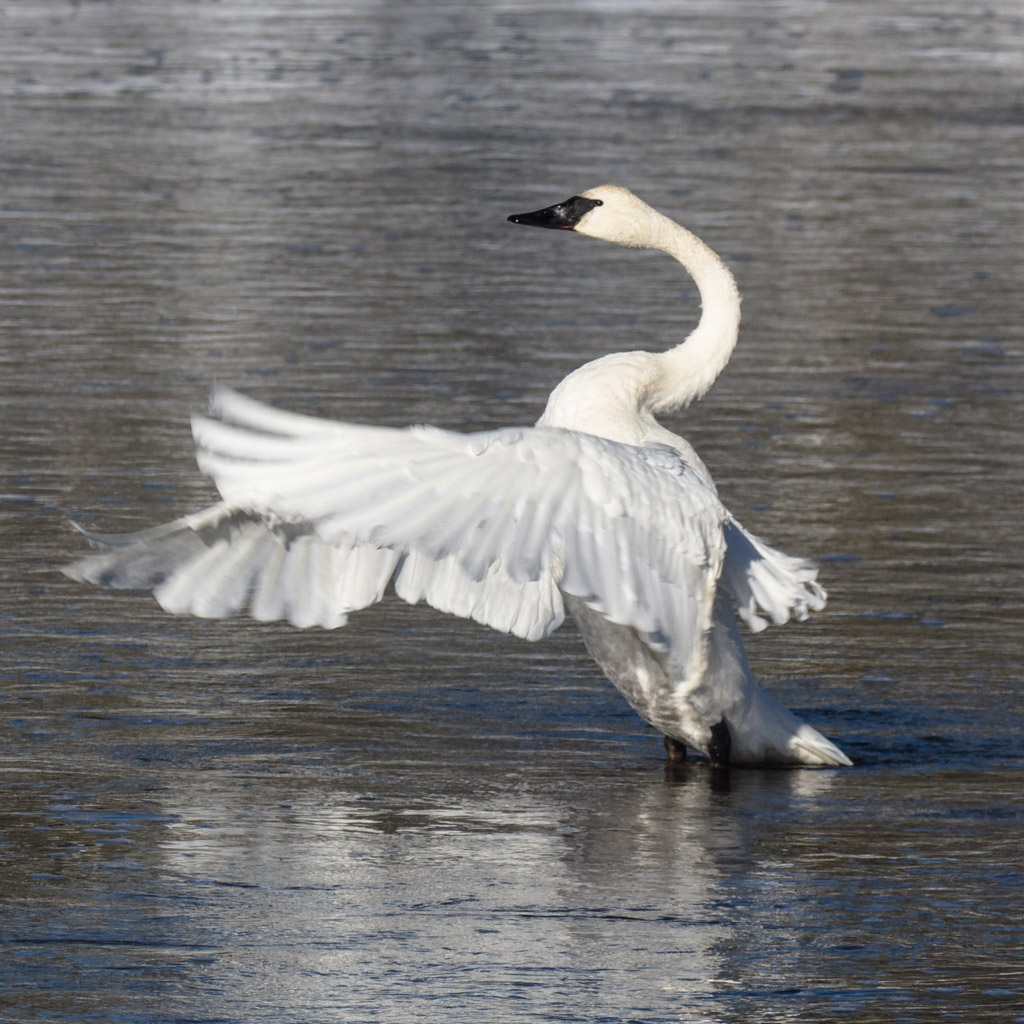 Wildlife, Wonders, & Wilderness - Yellowstone Forever