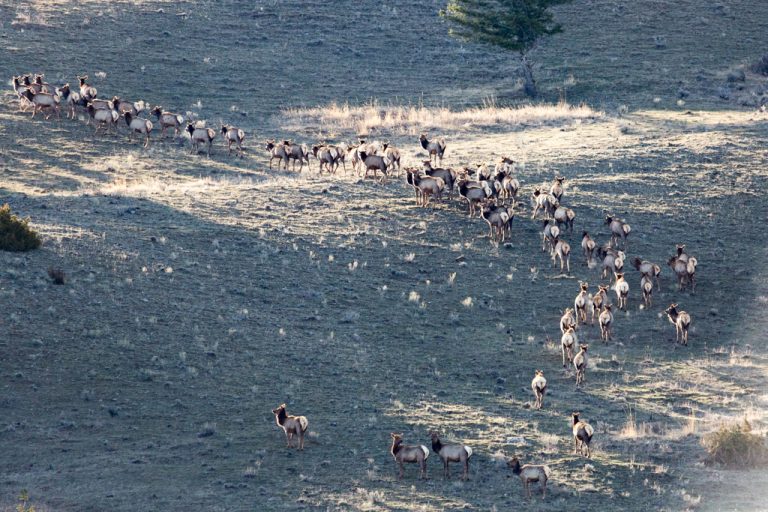 Home on the Range: Yellowstone’s Ungulates - Yellowstone Forever