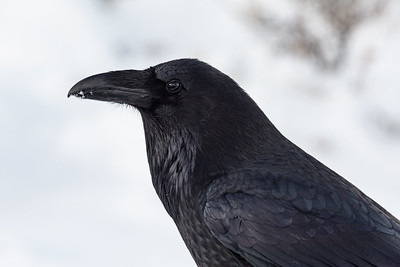 Raven - Yellowstone National Park (U.S. National Park Service)