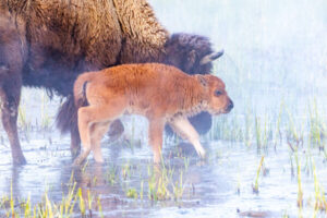 A baby bison calf adventures out on a foggy spring morning in Yellowstone.