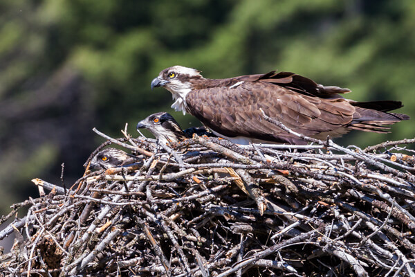 An osprey nest with chicks in Yellowstone in spring.